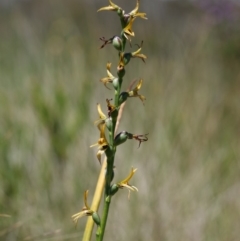 Prasophyllum sphacelatum at Cotter River, ACT - 12 Jan 2019