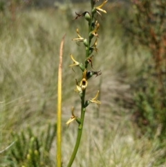 Prasophyllum sphacelatum at Cotter River, ACT - 12 Jan 2019