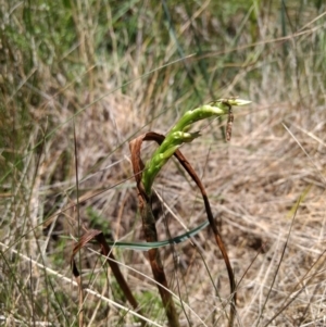 Prasophyllum sphacelatum at Cotter River, ACT - 12 Jan 2019