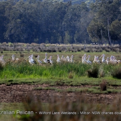 Pelecanus conspicillatus (Australian Pelican) at Milton, NSW - 1 Jan 2019 by Charles Dove