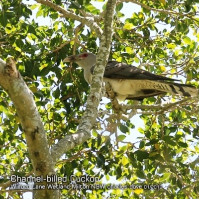 Scythrops novaehollandiae (Channel-billed Cuckoo) at Milton, NSW - 4 Jan 2019 by CharlesDove