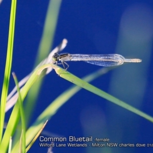 Ischnura heterosticta at Milton, NSW - 4 Jan 2019