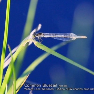 Ischnura heterosticta (Common Bluetail Damselfly) at Milton, NSW - 3 Jan 2019 by Charles Dove