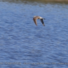 Tringa nebularia (Common Greenshank) at Milton, NSW - 4 Jan 2019 by CharlesDove