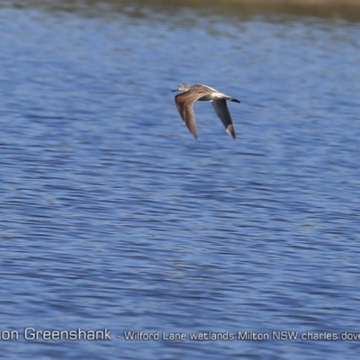 Tringa nebularia (Common Greenshank) at Milton, NSW - 3 Jan 2019 by Charles Dove