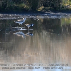 Tringa nebularia at Milton, NSW - 4 Jan 2019 12:00 AM