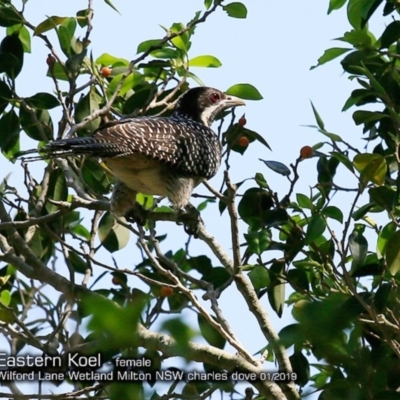 Eudynamys orientalis (Pacific Koel) at Milton, NSW - 3 Jan 2019 by CharlesDove