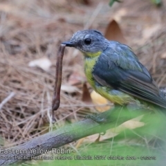 Eopsaltria australis (Eastern Yellow Robin) at Ulladulla Reserves Bushcare - 6 Jan 2019 by CharlesDove