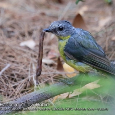 Eopsaltria australis (Eastern Yellow Robin) at Ulladulla, NSW - 6 Jan 2019 by CharlesDove