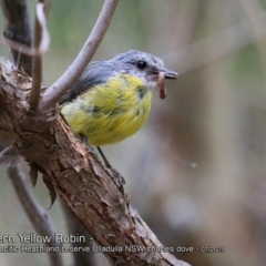 Eopsaltria australis at Ulladulla Reserves Bushcare - 7 Jan 2019