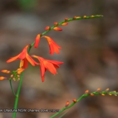 Crocosmia x crocosmiiflora (Montbretia) at Ulladulla, NSW - 6 Jan 2019 by CharlesDove
