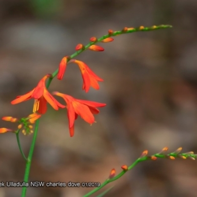 Crocosmia x crocosmiiflora (Montbretia) at Ulladulla, NSW - 6 Jan 2019 by CharlesDove