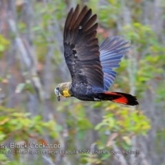 Calyptorhynchus lathami lathami (Glossy Black-Cockatoo) at South Pacific Heathland Reserve - 6 Jan 2019 by CharlesDove