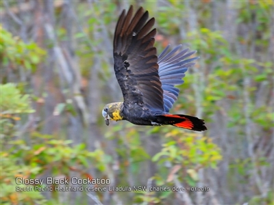 Calyptorhynchus lathami lathami (Glossy Black-Cockatoo) at Ulladulla, NSW - 6 Jan 2019 by CharlesDove