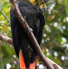 Calyptorhynchus lathami lathami at Ulladulla, NSW - 7 Jan 2019