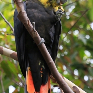 Calyptorhynchus lathami lathami at Ulladulla, NSW - suppressed