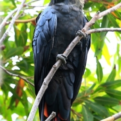 Calyptorhynchus lathami lathami at Ulladulla, NSW - suppressed