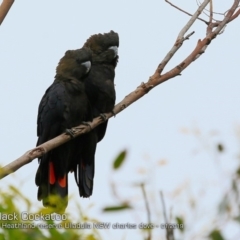 Calyptorhynchus lathami lathami at Ulladulla, NSW - suppressed