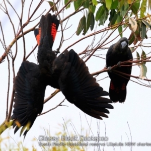 Calyptorhynchus lathami lathami at Ulladulla, NSW - 7 Jan 2019