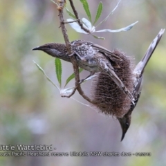 Anthochaera chrysoptera (Little Wattlebird) at Ulladulla, NSW - 7 Jan 2019 by CharlesDove