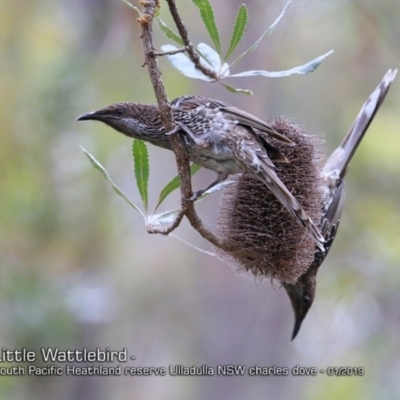 Anthochaera chrysoptera (Little Wattlebird) at Ulladulla, NSW - 6 Jan 2019 by CharlesDove