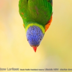 Trichoglossus moluccanus (Rainbow Lorikeet) at South Pacific Heathland Reserve - 6 Jan 2019 by Charles Dove