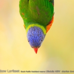 Trichoglossus moluccanus (Rainbow Lorikeet) at South Pacific Heathland Reserve - 7 Jan 2019 by CharlesDove