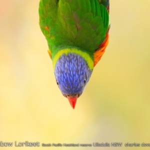 Trichoglossus moluccanus at Ulladulla, NSW - 7 Jan 2019 12:00 AM