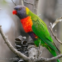 Trichoglossus moluccanus at Ulladulla, NSW - 7 Jan 2019 12:00 AM