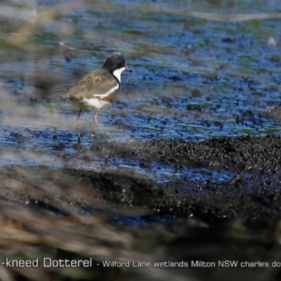 Erythrogonys cinctus (Red-kneed Dotterel) at Milton, NSW - 3 Jan 2019 by Charles Dove