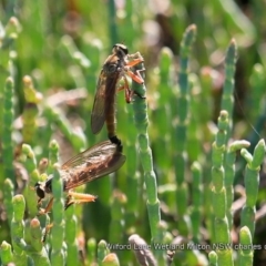 Asilidae (family) (Unidentified Robber fly) at Milton, NSW - 4 Jan 2019 by CharlesDove