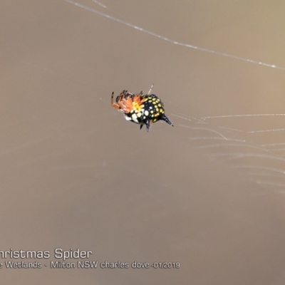 Austracantha minax (Christmas Spider, Jewel Spider) at Milton, NSW - 3 Jan 2019 by Charles Dove