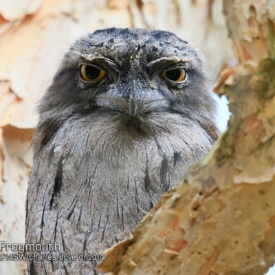 Podargus strigoides (Tawny Frogmouth) at Burrill Lake, NSW - 5 Jan 2019 by Charles Dove
