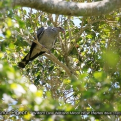 Lopholaimus antarcticus (Topknot Pigeon) at Milton, NSW - 4 Jan 2019 by CharlesDove