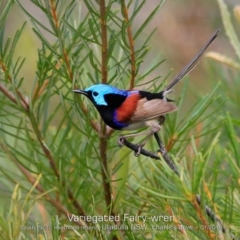 Malurus lamberti at Ulladulla, NSW - 7 Jan 2019