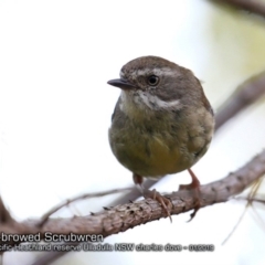 Sericornis frontalis (White-browed Scrubwren) at South Pacific Heathland Reserve - 6 Jan 2019 by CharlesDove