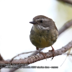 Sericornis frontalis (White-browed Scrubwren) at Ulladulla, NSW - 7 Jan 2019 by CharlesDove