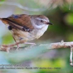 Sericornis frontalis at Ulladulla, NSW - 7 Jan 2019