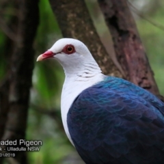 Columba leucomela (White-headed Pigeon) at Ulladulla - Millards Creek - 5 Jan 2019 by CharlesDove