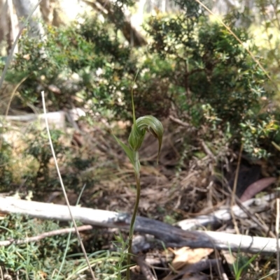 Diplodium aestivum (Long-tongued Summer Greenhood) at Cotter River, ACT - 12 Jan 2019 by MattM