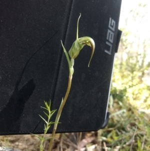 Diplodium aestivum at Cotter River, ACT - 12 Jan 2019