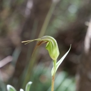 Diplodium aestivum at Cotter River, ACT - suppressed