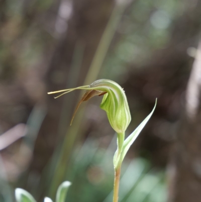 Diplodium aestivum (Long-tongued Summer Greenhood) at Cotter River, ACT - 12 Jan 2019 by MattM