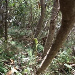 Diplodium aestivum at Cotter River, ACT - suppressed