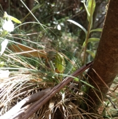 Diplodium aestivum at Cotter River, ACT - suppressed