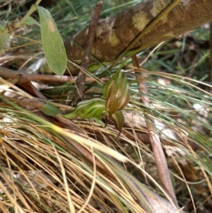 Diplodium aestivum at Cotter River, ACT - suppressed