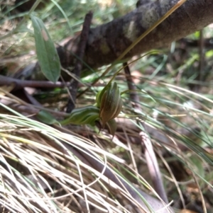 Diplodium aestivum at Cotter River, ACT - suppressed