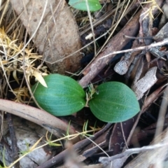 Chiloglottis valida (Large Bird Orchid) at Cotter River, ACT - 12 Jan 2019 by MattM