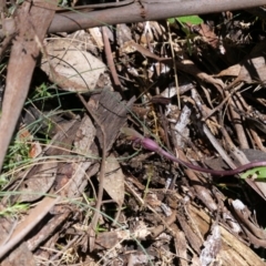 Chiloglottis valida at Cotter River, ACT - suppressed