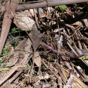 Chiloglottis valida at Cotter River, ACT - suppressed